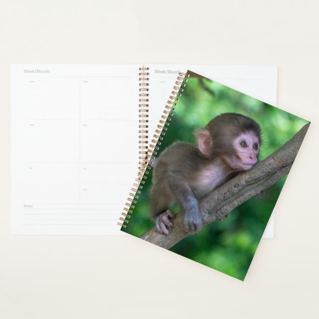 Agenda Bebês Mais Pobres | Macaco Bebê (Exibição)