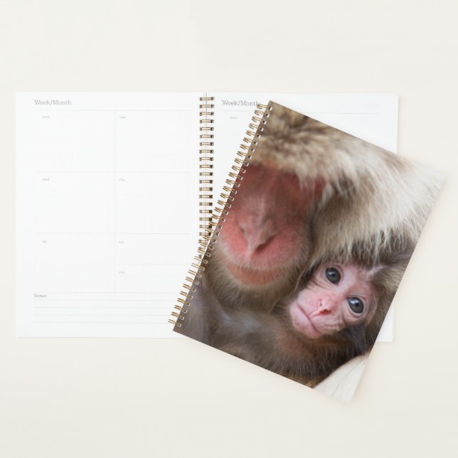 Agenda Bebês Mais Pobres | Macaco-neve (Exibição)