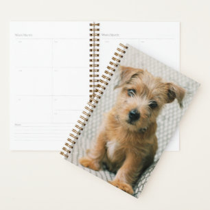 Agenda Bebês Mais Pobres   Norfolk Terrier Puppy