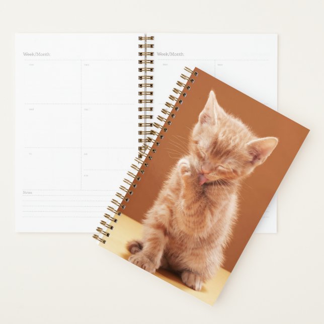 Agenda Bebês Mais Pobres | Orange Tabby Kitten (Exibição)