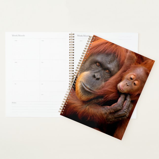 Agenda Bebês Mais Pobres | Orangutan Mãe e Bebê (Exibição)