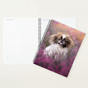 Agenda Bebês Mais Pobres Pekingese Puppy