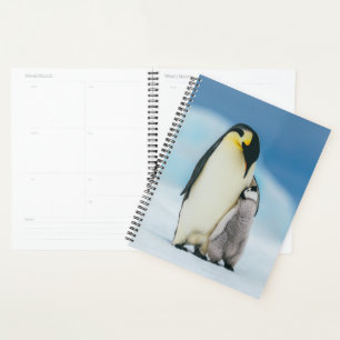 Agenda Bebês Mais Pobres Pintinho Imperador Pinguim