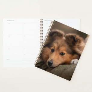 Agenda Bebês Mais Pobres   Shetland Sheepdog Puppy