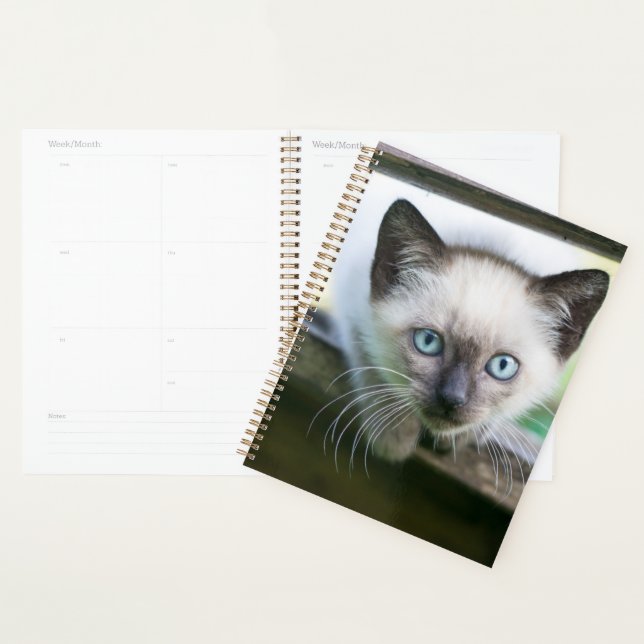 Agenda Bebês Mais Pobres | Siamese Kitten (Exibição)