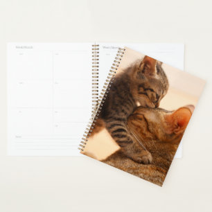Agenda Bebês Mais Pobres Tabby Kitten Kiss