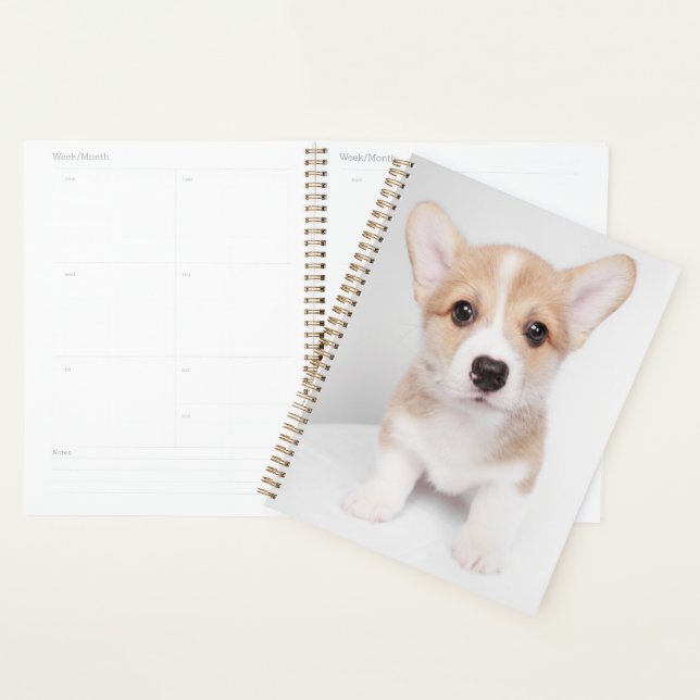 Agenda Bebês Mais Pobres | Tiny Corgi (Exibição)
