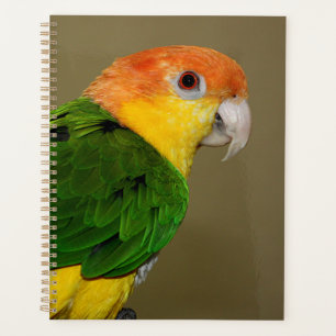 Agenda Belo Papagaio Branco Caique Posicionando
