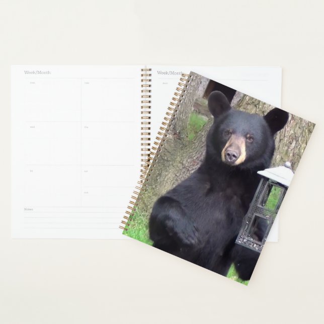Agenda Belo Urso Negro (Exibição)