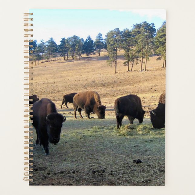 Agenda Bison no Colorado (Frente)