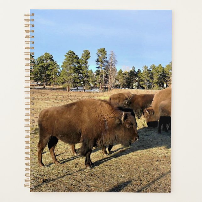 Agenda Bison no Colorado (Frente)