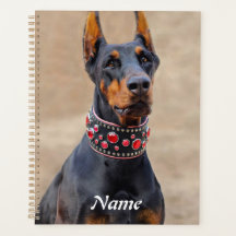 Black and Tan Doberman Pinscher (Pinscher preto e