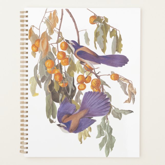 Agenda Blue Florida Scrub Jay Audubon Birds com Laranjas (Frente)