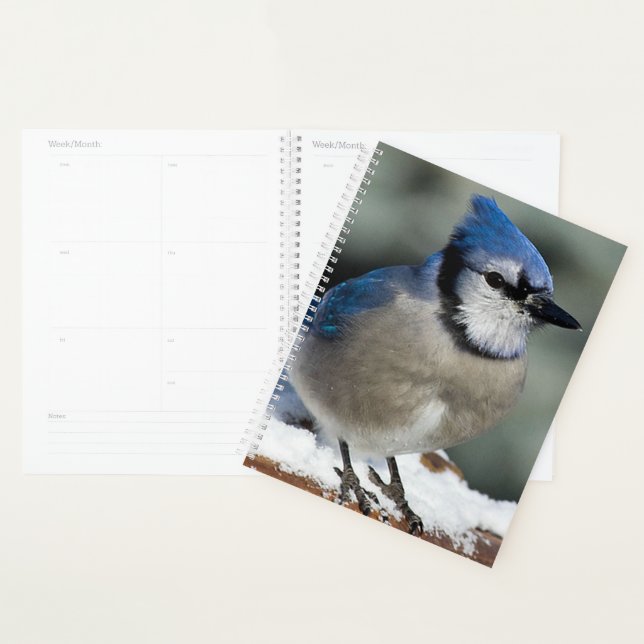 Agenda Blue Jay (Exibição)