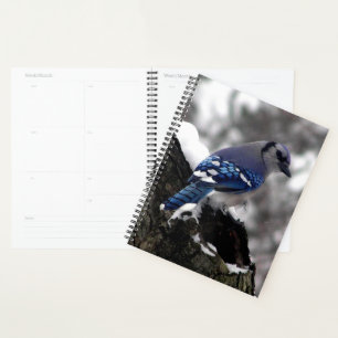 Agenda Blue Jay de inverno