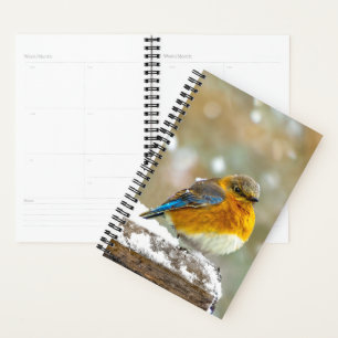 Agenda Bluebird oriental na neve - Foto original