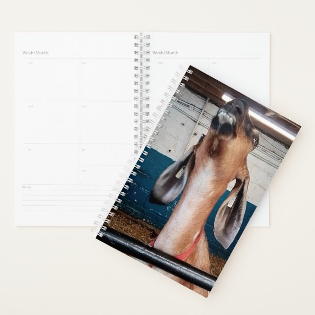 Agenda Boa aparência (Exibição)