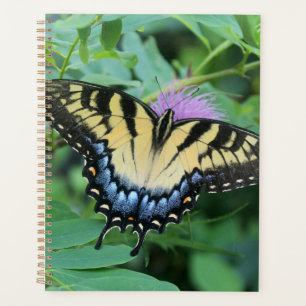 Agenda Borboleta do Swallowtail do Tigre Oriental