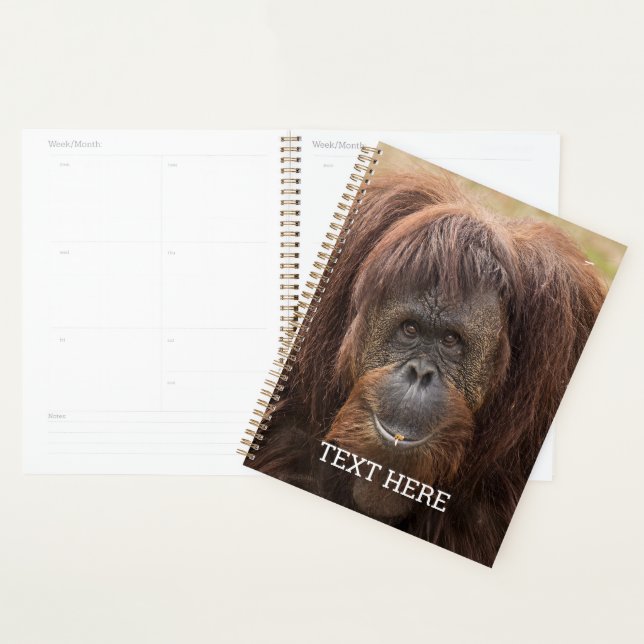 Agenda Borneo Orangutan - Bela Fotografia (Exibição)