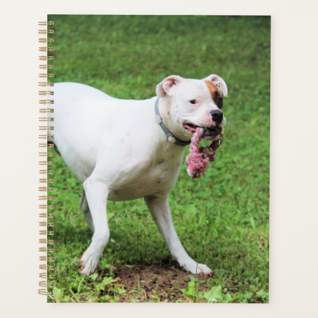 Agenda Boxer (Frente)