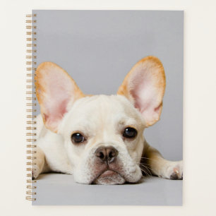 Agenda Buldogue Francês Deitado