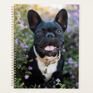 Agenda Bulldog Francês em Flores