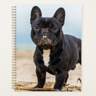Agenda Bulldog Francês Jogando na Areia