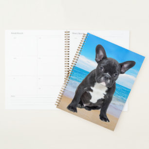 Agenda Bulldog Francês Sentado na Praia