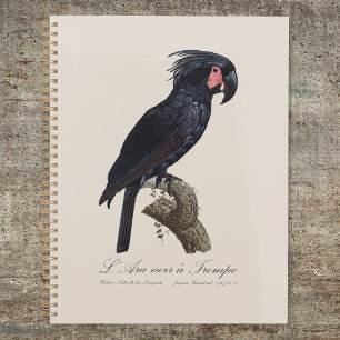 Agenda Cacatua-de-bico-longo, Probosciger aterrimus papag