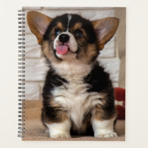 Agenda Cachorro Cachorro Cachorro Pembroke Welsh Corgi