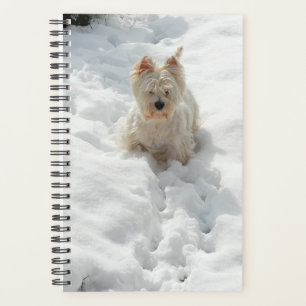 Agenda Cachorro Gelado no Planador de Neve