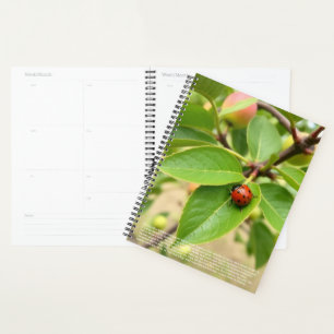 Agenda Calendário da Bela Joaninha