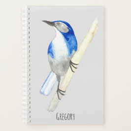 Agenda California Scrub Jay