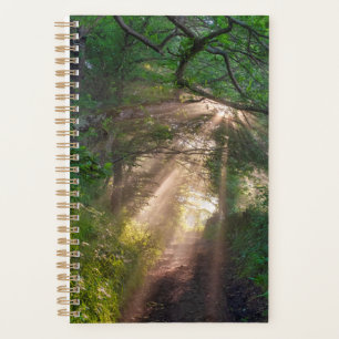 Agenda Caminho da Floresta