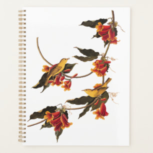 Agenda Canaviais Amarelos de Warbler na Flor da Vinha