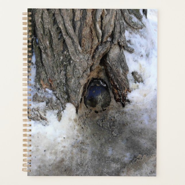 Agenda Cannonball Tree, Cidade Velha do Quebec, Quebec, C (Frente)