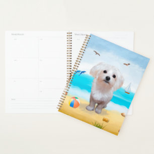 Agenda Cão Maltês na Praia