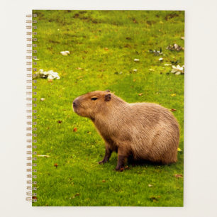 Agenda Capivara