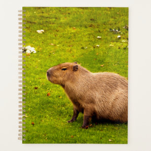 Agenda Capivara