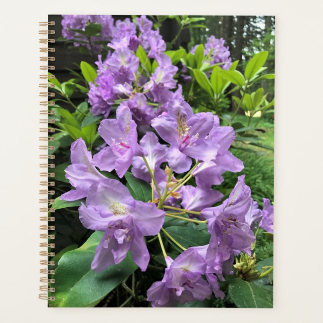 Agenda Catawbiense Boursault Rhododendrons, Oregon (Frente)