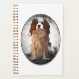 Agenda Cavalier King Charles Spaniel