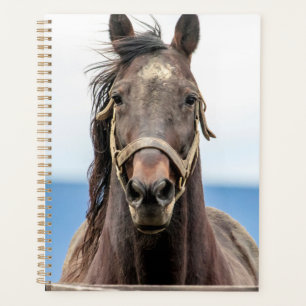 Agenda Cavalo 2022