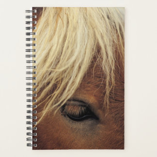 Agenda Cavalo Foto Equina Cavalo, Homem Branco