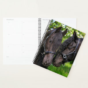 Agenda Cavalos