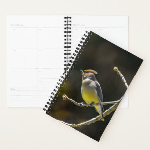 Agenda Cedar Waxwing Songbird Original Foto de Pássaro Se