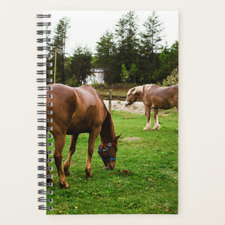 Agenda Cena de Pastagem Equina Fotográfica Equina