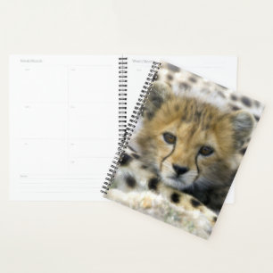 Agenda Cheetah Cub