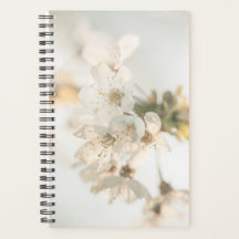 Cherry Blossom Nature Photo