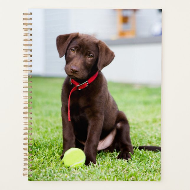 Agenda Chocolate Labrador Puppy Com Bola De Tênis (Frente)