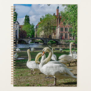 Agenda Cisnes brancas de Bruges